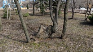 Пение птиц в парке