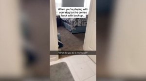 ПРИКОЛЫ С ЖИВОТНЫМИ ДО СЛЕЗ | Смешные КОТЫ | Funny ANIMALS 2026