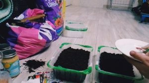 КАК ПОСЕЯТЬ ПЕТУНИИ?ПРОСТОЙ МЕТОД ПОСАДКИ