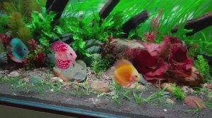 Аквариум с дискусами 360 л эпический акваскейп своими руками