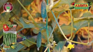 Огурец КУСТИК ХРУСТИК F1 в СВЕТОКУЛЬТУРЕ! Очень вкусный и урожайный!