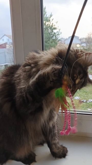 выставка кошек 2026🏆Багира шел Кун прайд ♥️♥️♥️