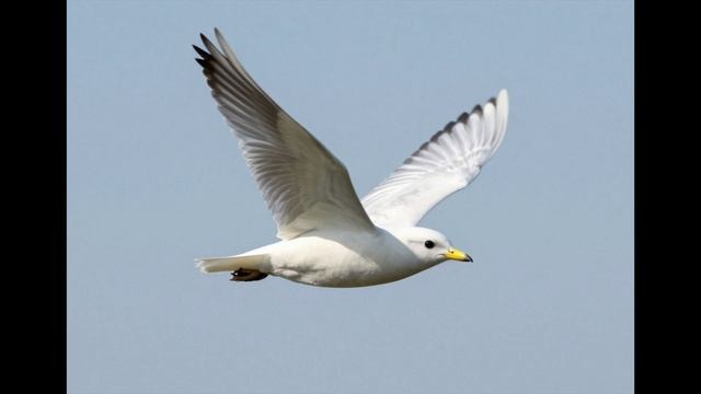 Эл Ларри - Стихотворение "Птица"