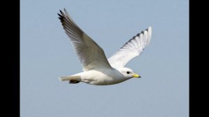 Эл Ларри - Стихотворение "Птица"