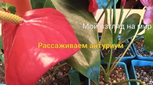 Рассаживаем антуриум  22-03-2026