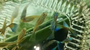 (всё_про_аквариум)_6