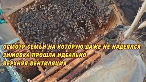 пчеловодство осмотр семьи на которую даже не надеялся зимовка прошла идеально верхняя вентиляция