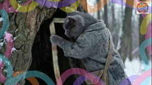 Храбрый кот не дал умереть маме маленького котенка