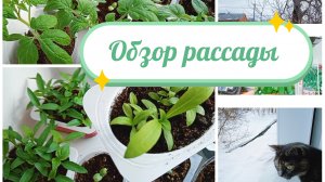 ЧТО РАСТЁТ НА ПОДОКОННИКЕ/РАССАДА/БОЛТАЕМ С ЗАЙЧЕНКОМ 😄