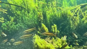 Бразилия Аквариумные рыбы в дикой природе Амазонки ЧАСТЬ 2