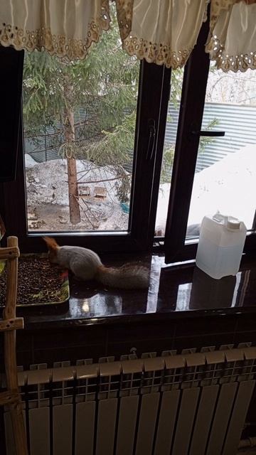 белки огрызаются