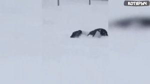 ПРИКОЛЫ_С_ЖИВОТНЫМИ_😺🐶_Смешные_КОТЫ_и_СОБАКИ___Приколы_с_котами!