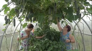 6 соток 10 августа 2021 года. Хроника.