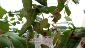 Обзор цветов  на  подоконнике  в комнате 22-03-2026