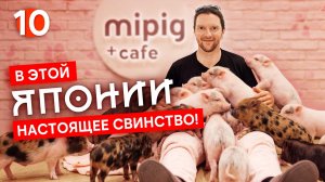 Большие музеи и маленькие поросята: Toyota, синкансэн, минипиг-кафе 🇯🇵 #10 I Велотур по Японии'25