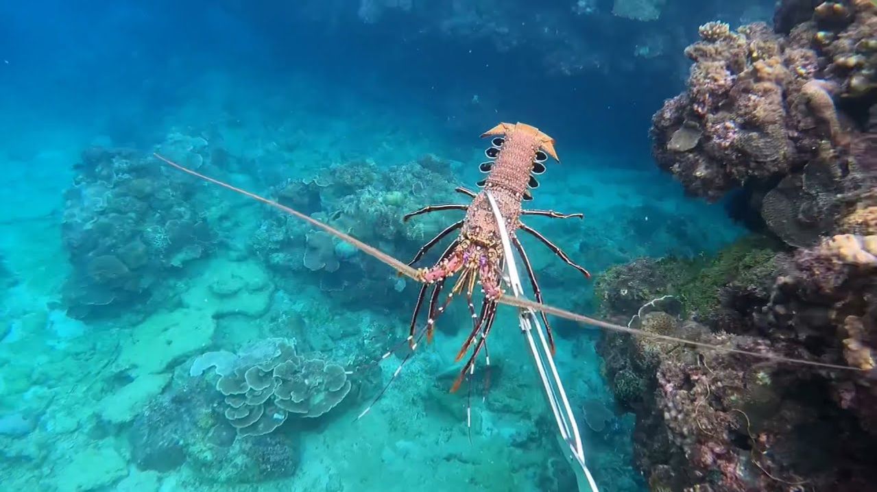 Подводная охота / Нашел лангусту