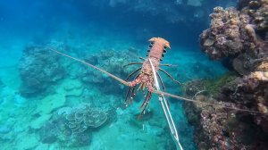 Подводная охота / Нашел лангусту