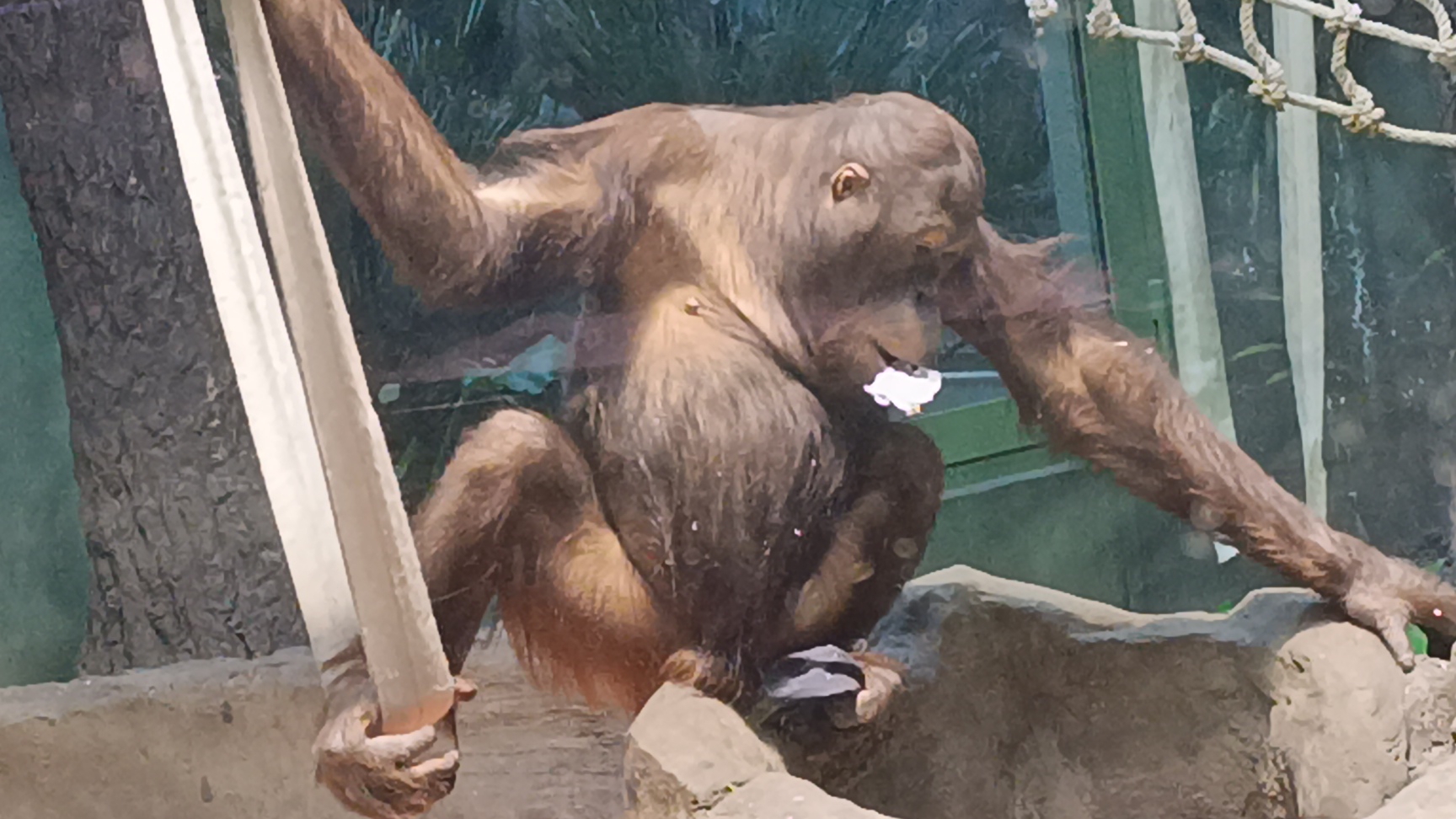 Хочу в зоопарк)