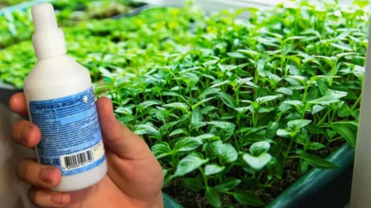 Перекись водорода для рассады: как применять, чтобы сеянцы были крепкими и здоровыми 🌱