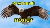 ОРЁЛ ПОРХАЕТ В НЕБЕ