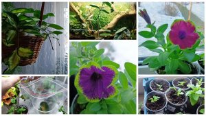 Утро начинается с прекрасных цветов. Петуния и другие. Флорариум. Что новенького? Хойи будут цвести.