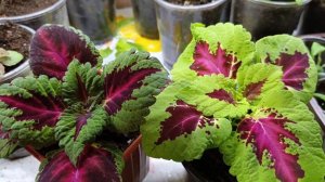 Колеусы из семян. Размышляю о цветочных композициях.