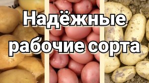 Картофель, которому я доверяю