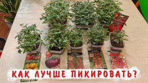 Правильная пикировка томатов!!! Объем стаканчика, грунт, удобрение и др. для пикировки томатов