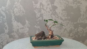 Фикус Микробонсай. Часть 8