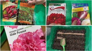 21 марта. 3 попытка посадить острый перец. Посадка цветов. Однолетники.