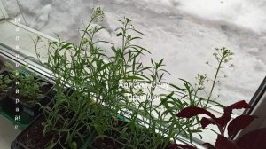 рассада на 22.03.2026. год. Наконец весна вступает в свои права.