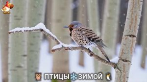 Птицы зимой в лесу 🐦_⬛🦉 🦤 видео для отдыха душой 🦅🌲(27)