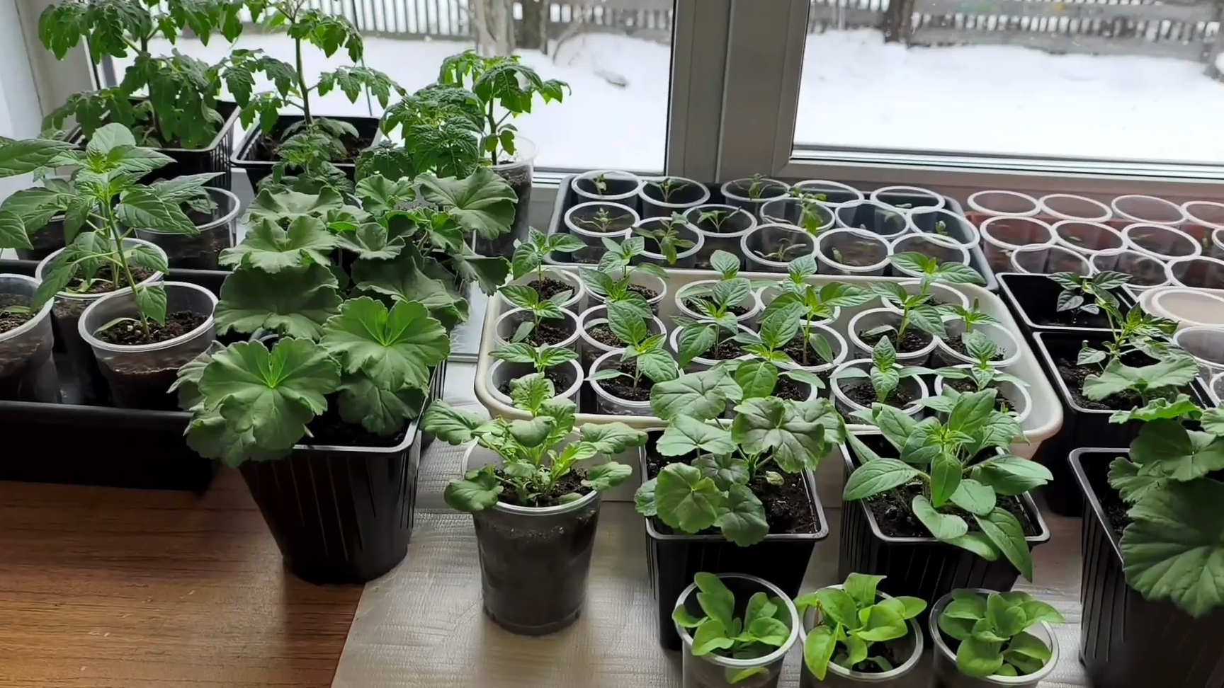 Работу работаю 🤣 Пикирую, переваливаю 🤭 Освобождаю место для томатов🍅 💃💃💃