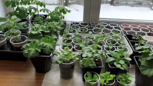 Работу работаю 🤣 Пикирую, переваливаю 🤭 Освобождаю место для томатов🍅 💃💃💃