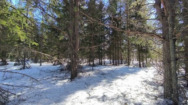 Солнечный день в зимнем лесу. ч.16. Март 2026