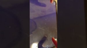 кто заказывал бейбика?