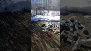 голуби Ломова сезон 26 начал