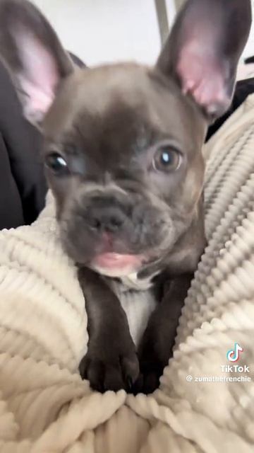 Милый французский бульдог просыпается)