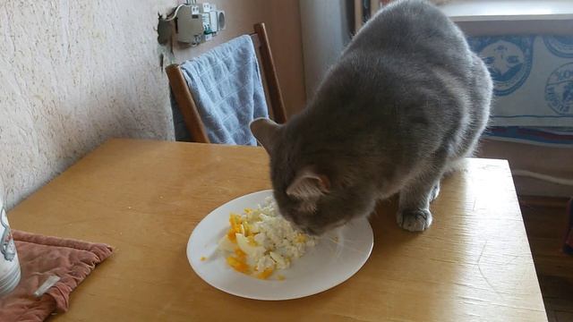 Чем лучше кормить кошку? Что ест кошка и коты?