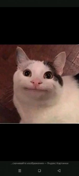 стрим с котиком