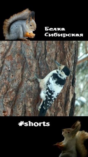 Белоспинный дятел впервые на кормушке