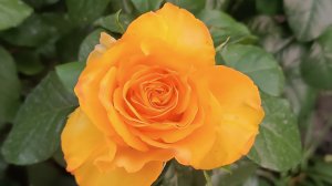 Мои розы весна 2024г. Воспоминания.