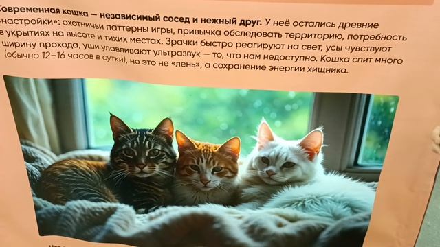 Мы на котофесте!