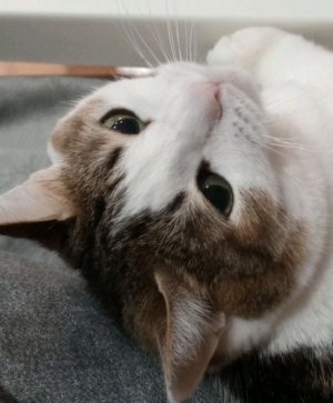 НоЧнОй СтРиМчИк 2