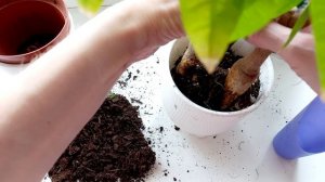 386. Работаем с растениями 22.03.2026.