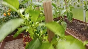 теплица_24.mp4