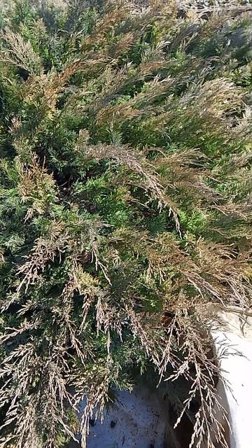 можжевеловые очень хорошие веники паримся с кайфом ребята