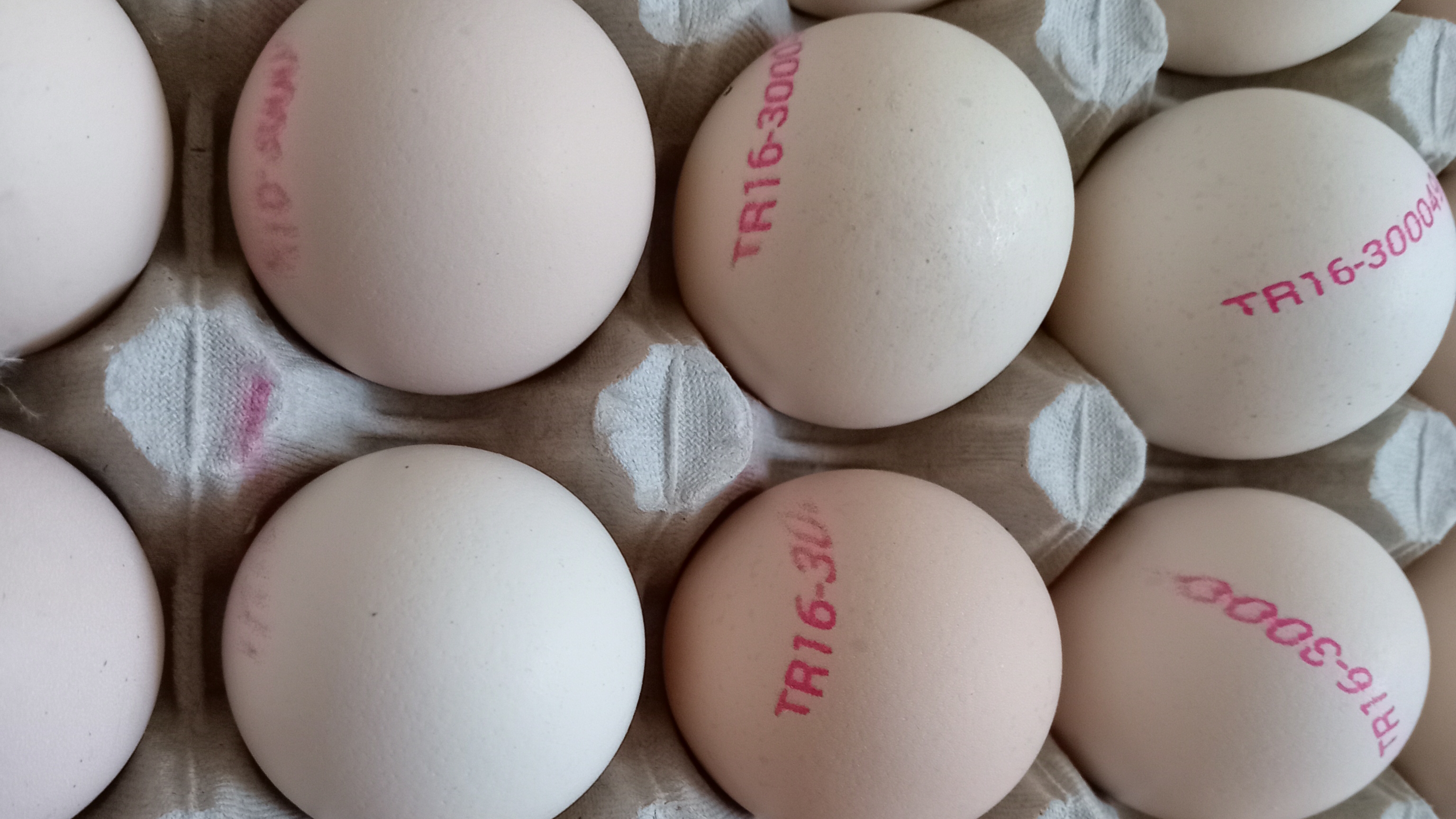 Яйцо кобб 500 Турция обзор.