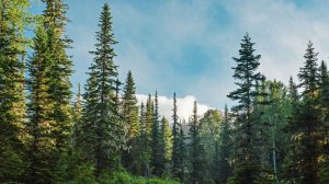 ТАЙГА.  Хозяин Тайги пришёл в мой дом.  Таёжные истории.