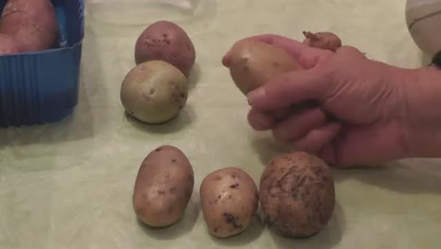 Способы проращивания картофеля перед посадкой 🥔 Как правильно прорастить картофель